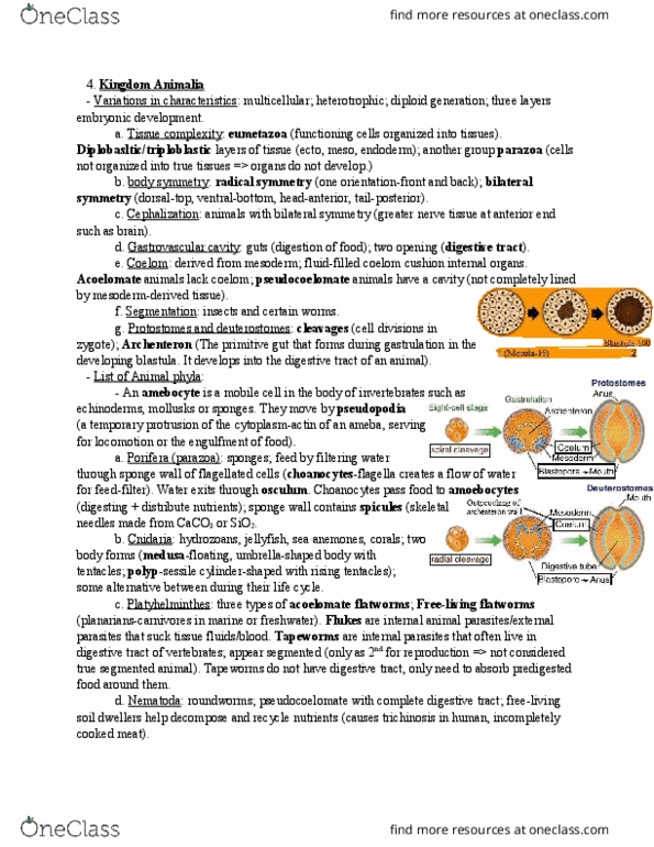 Biology 1201A Lecture Notes - Lecture 9: Eumetazoa, Gastrovascular Cavity, Annelid thumbnail