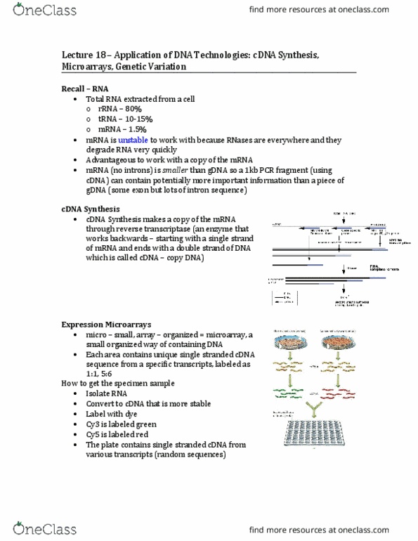 Biology 1201A Lecture Notes - Lecture 18: Zygosity, Reverse Transcriptase, Reading Frame thumbnail