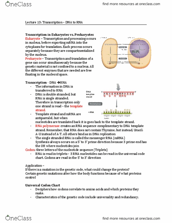 Biology 1201A Lecture Notes - Lecture 13: Eukaryote, Thymine, Transfer Rna thumbnail