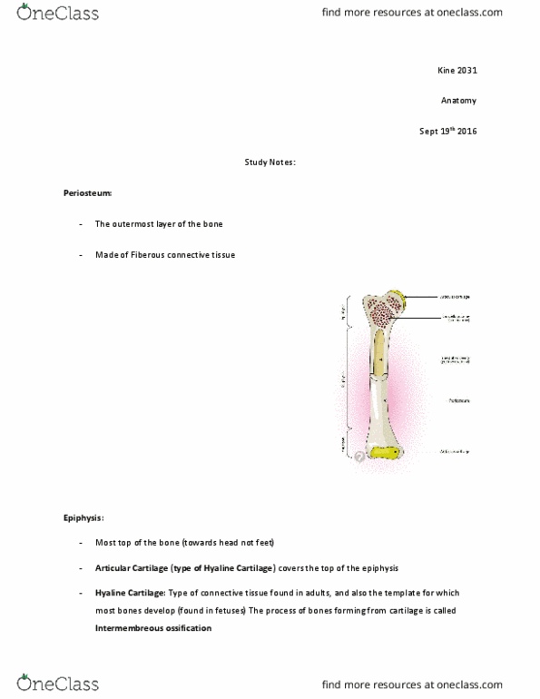 KINE 2031 Lecture Notes - Lecture 2: Ethmoid Bone, Fibrocartilage, Chondrocyte thumbnail