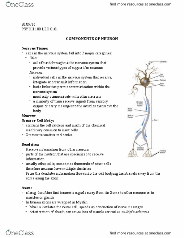 PSY100Y5 Lecture Notes - Lecture 3: Abstraction, Somatic Nervous System, Frontal Lobe thumbnail