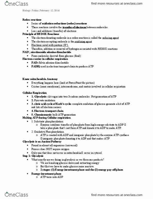 BIOL 1000 Lecture Notes - Lecture 14: Isomerase, Pyruvate Dehydrogenase, Hexokinase thumbnail