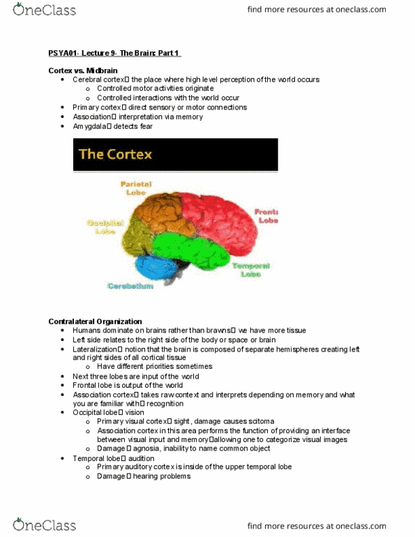 PSYA01H3 Lecture Notes - Lecture 9: Parietal Lobe, Agnosia, Proprioception thumbnail