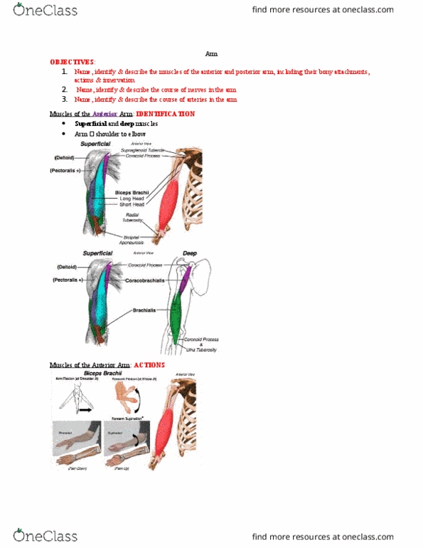 Anatomy and Cell Biology 2221 Lecture Notes - Lecture 7: Axilla, Deep Artery Of Arm, Humerus thumbnail