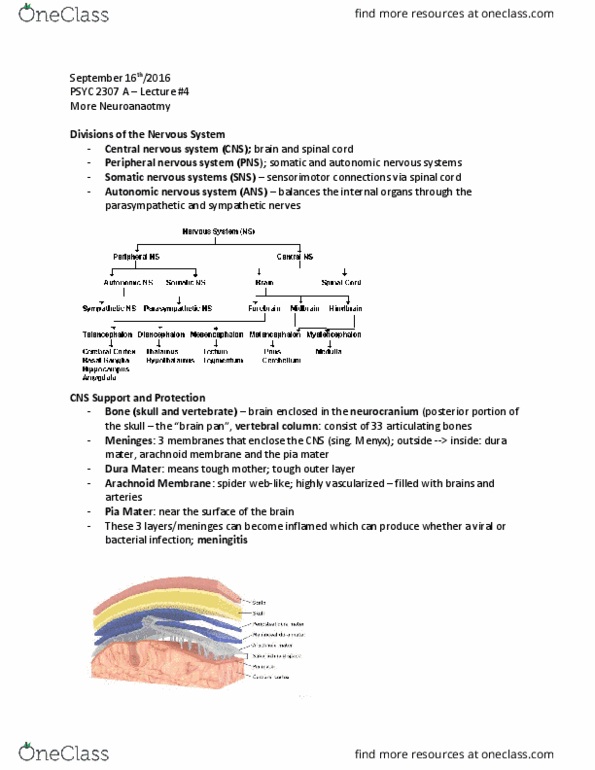 PSYC 2307 Lecture Notes - Lecture 4: Limbic System, Cribriform Plate, Diencephalon thumbnail