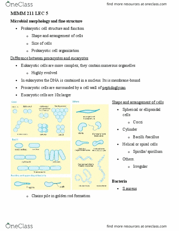 MIMM 211 Lecture Notes - Lecture 5: Cell Membrane, Phagocytosis, Acanthuridae thumbnail