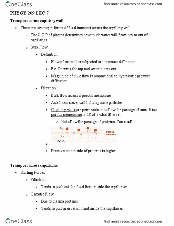 PHGY 209 Lecture Notes - Lecture 7: Liver Disease, Kidney Disease, Antibody thumbnail