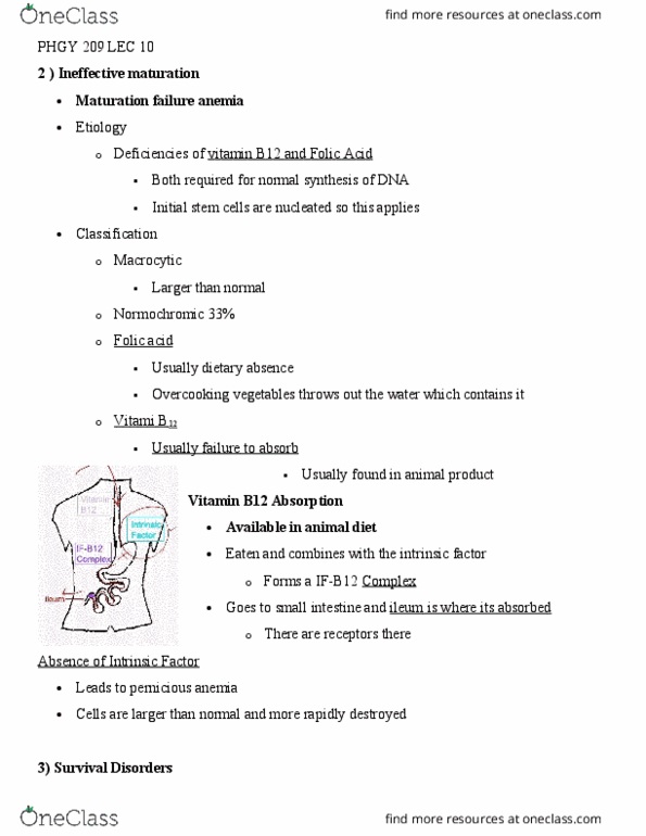 PHGY 209 Lecture Notes - Lecture 10: Prothrombinase, Roman Numerals, Vitamin K Deficiency thumbnail