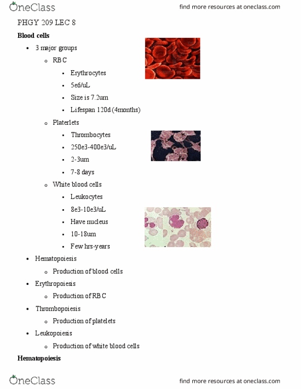 PHGY 209 Lecture Notes - Lecture 8: Lymphatic System, Viscosity, Hemoglobin thumbnail