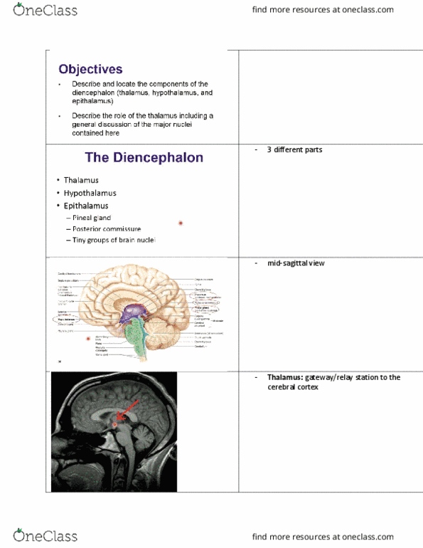 Anatomy and Cell Biology 3319 Lecture Notes - Lecture 3: Middle Cerebellar Peduncle, Vasodilation, Brainstem thumbnail