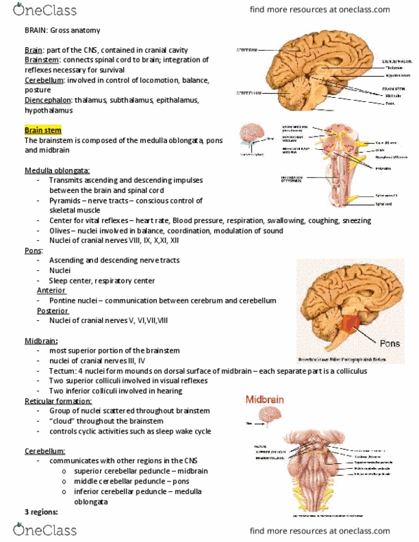 KINESIOL 2Y03 Lecture Notes - Lecture 5: Grey Matter, Pineal Gland, Habenula thumbnail