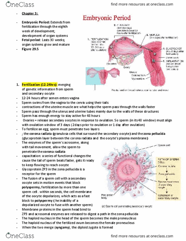 KINESIOL 2Y03 Lecture Notes - Lecture 3: Organogenesis, Chorionic Villi, Descending Aorta thumbnail