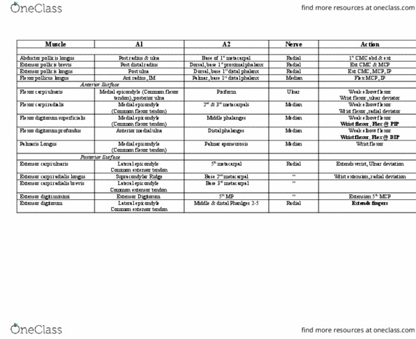 AT 115 Lecture Notes - Lecture 22: Brachioradialis, Radial Styloid Process, Supinator Muscle thumbnail