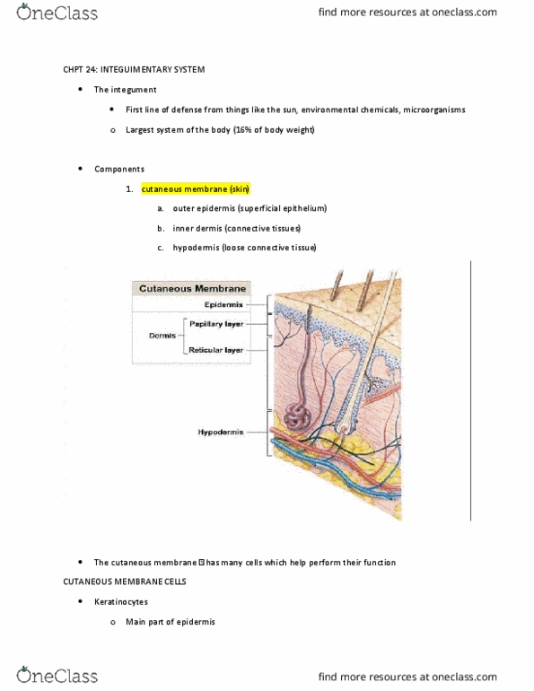 PLN 103 Lecture 2: physiology chapter 5, the intergumentary system thumbnail