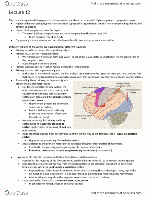 ANAT 321 Lecture Notes - Lecture 12: Inferior Frontal Gyrus, Medial Longitudinal Fissure, Auditory Cortex thumbnail