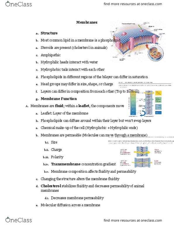 BISC207 Lecture Notes - Lecture 12: Peripheral Membrane Protein, Fluid Mosaic Model, Facilitated Diffusion thumbnail