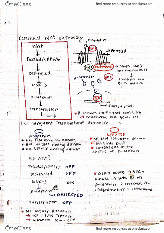 GCD 4161 Lecture Notes - Lecture 7: Gsk-3, Nci-60, Tx Network thumbnail