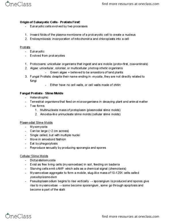 BIO 2137 Lecture Notes - Lecture 6: Green Algae, Oospore, Sporangium thumbnail