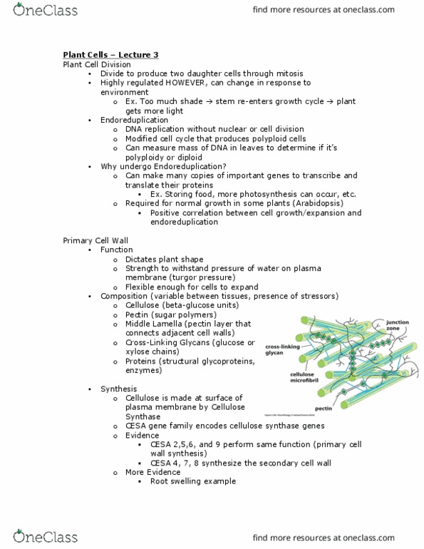 BIOLOGY 2D03 Lecture Notes - Lecture 3: Endoreduplication, Microfibril, Glycan thumbnail