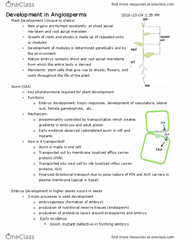 BIOLOGY 2D03 Lecture Notes - Lecture 4: Auxin, Lateral Root, Endodermis thumbnail