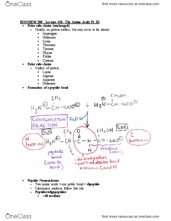 BIOCH200 Lecture Notes - Lecture 10: Tetrapeptide, Dipeptide, Asparagine thumbnail