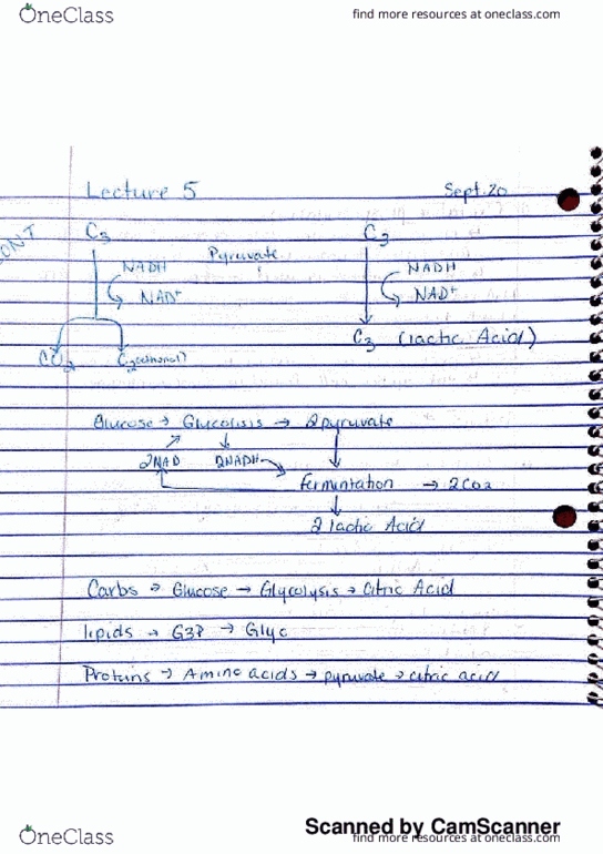 BIOL 201 Lecture 5: Bio Lecture 5.PDF thumbnail