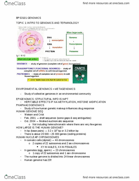 BPS 3101 Lecture Notes - Lecture 1: Rna Splicing, Euchromatin, Pax6 thumbnail