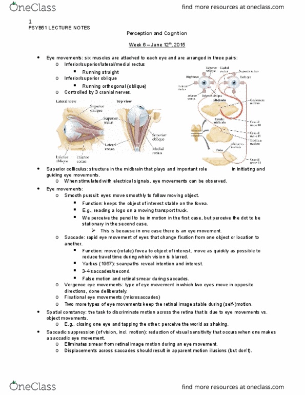 PSYB51H3 Lecture Notes - Lecture 6: Rapid Eye Movement Sleep, Superior Colliculus, Saccade thumbnail