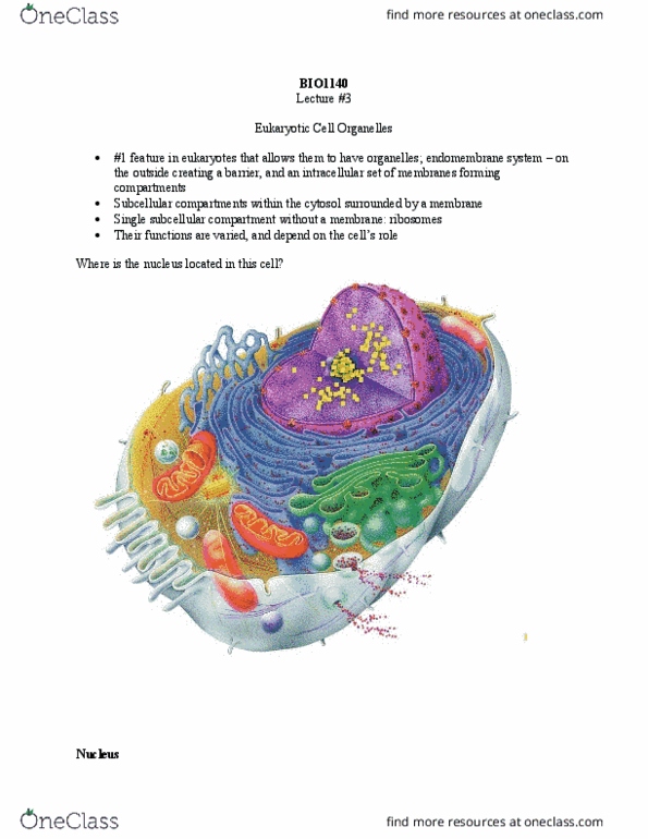 BIO 1140 Lecture Notes - Lecture 3: Golgi Apparatus, Digestive Enzyme, Nuclear Membrane thumbnail