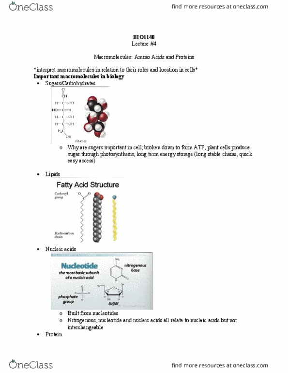 BIO 1140 Lecture Notes - Lecture 4: Carboxylic Acid, Dehydration Reaction, Amine thumbnail