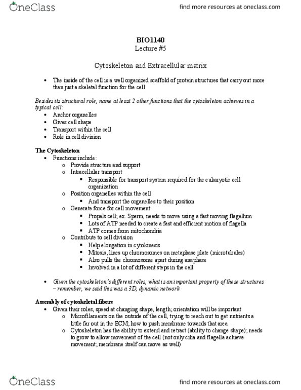 BIO 1140 Lecture Notes - Lecture 5: Intermediate Filament, Globular Protein, Tubulin thumbnail