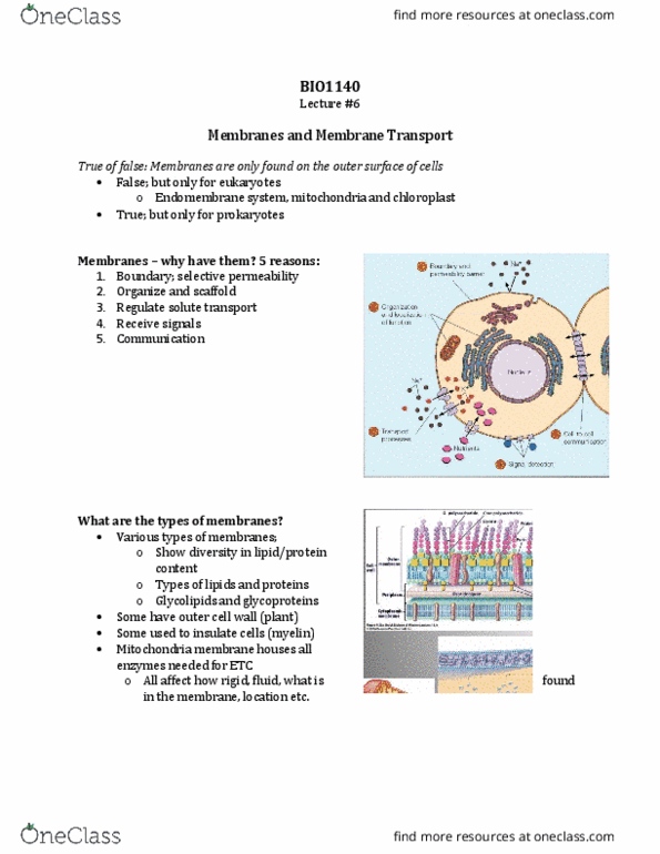 BIO 1140 Lecture Notes - Lecture 6: Membrane Fluidity, Endomembrane System, Phospholipid thumbnail