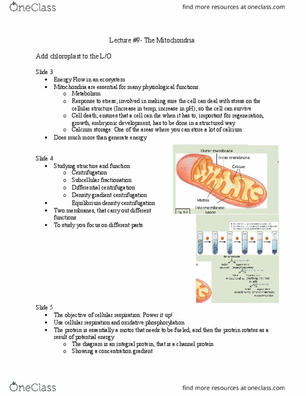BIO 1140 Lecture Notes - Lecture 9: Calcium Atpase, Citric Acid Cycle, Oxidative Phosphorylation thumbnail