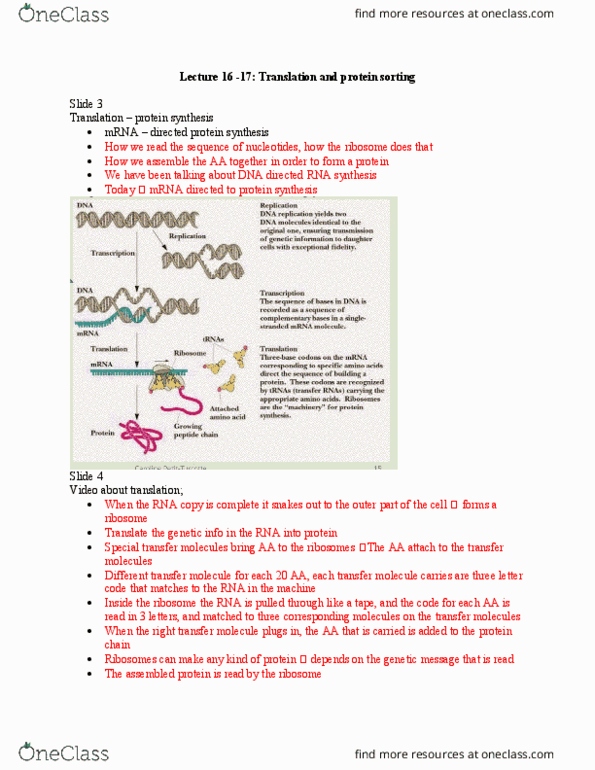 BIO 1140 Lecture Notes - Lecture 16: Aminoacyl Trna Synthetase, Aminoacyltransferase, Stop Codon thumbnail