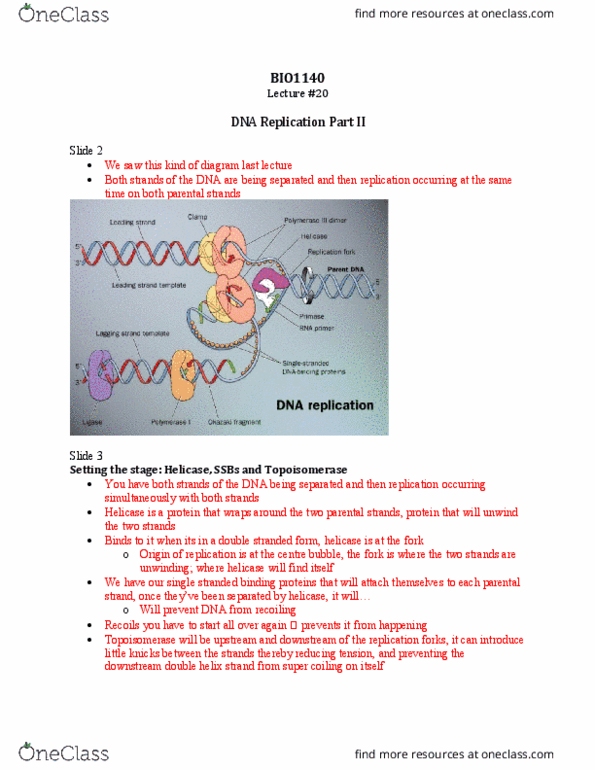 BIO 1140 Lecture Notes - Lecture 20: Dna Polymerase Iii Holoenzyme, Dna Clamp, Dna Replication thumbnail