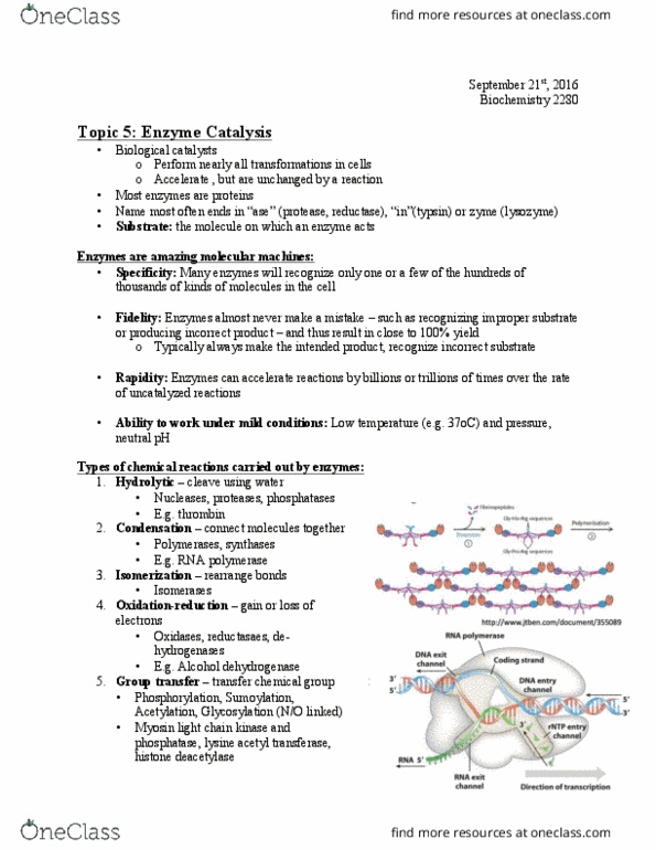 Biochemistry 2280A Lecture 6: Enzyme Catalysis Part I Sept 21 thumbnail