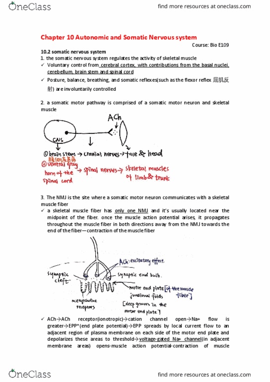 BIO SCI E109 Chapter Notes - Chapter 10: Curare, Botulinum Toxin, Motor Neuron thumbnail