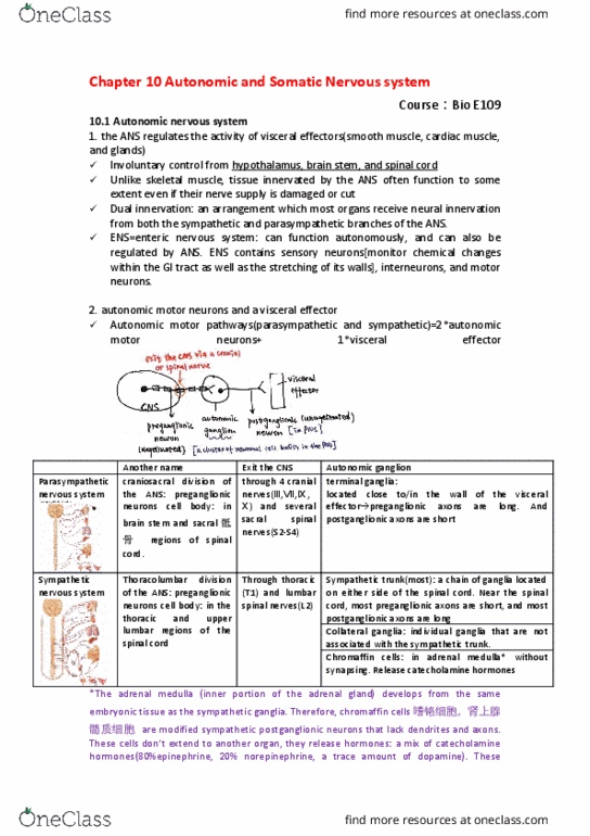 BIO SCI E109 Chapter Notes - Chapter 10: Adrenal Gland, Chromaffin Cell, Catecholamine thumbnail