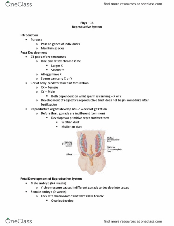 Physiology 1020 Lecture Notes - Lecture 14: Corpus Luteum, Clitoris, Oogenesis thumbnail