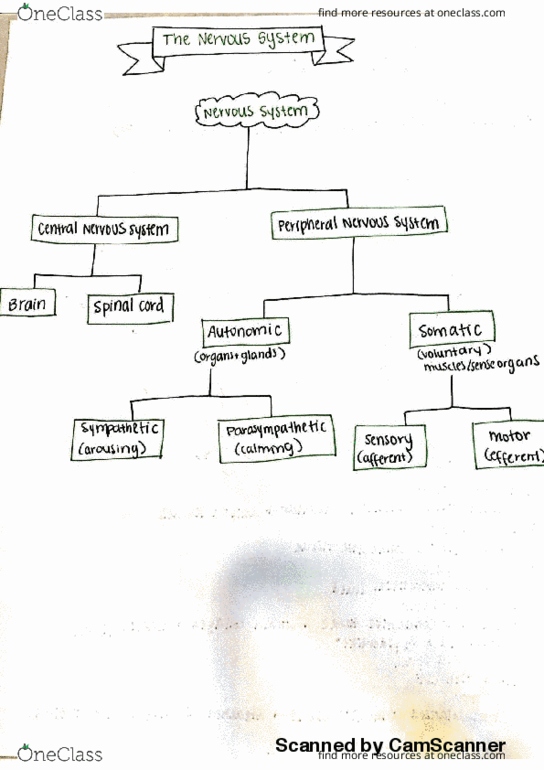 Anatomy and Cell Biology 2221 Lecture 8: Nervous System thumbnail