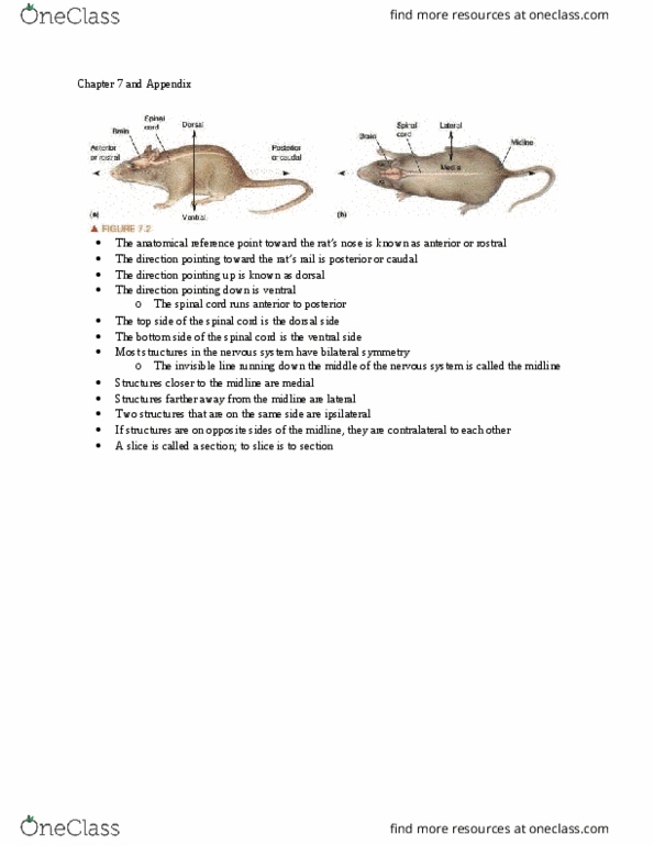 NROB60H3 Chapter Notes - Chapter 7: Anterior Grey Column, Hypothalamus, Frontal Lobe thumbnail