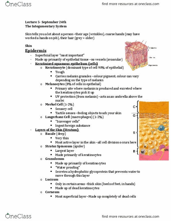 Kinesiology 2222A/B Lecture Notes - Lecture 4: Carcinoma, Benign Tumor, Immune System thumbnail