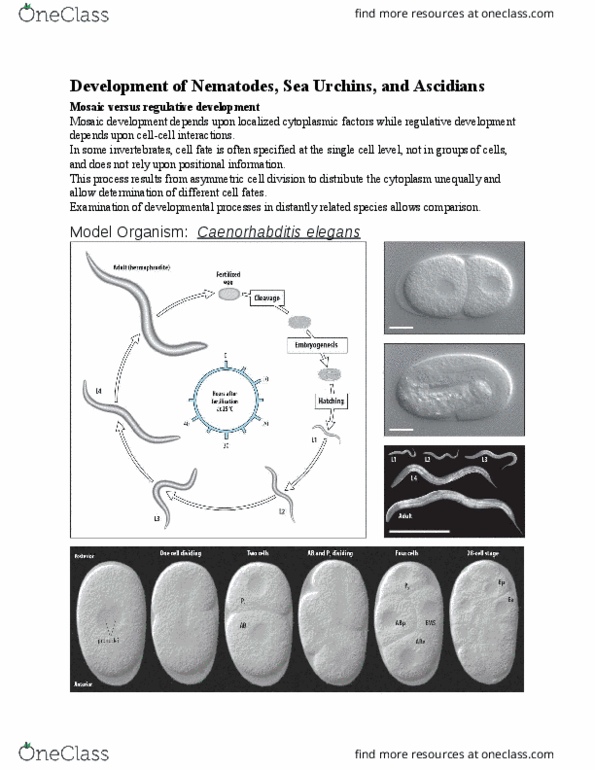 document preview image