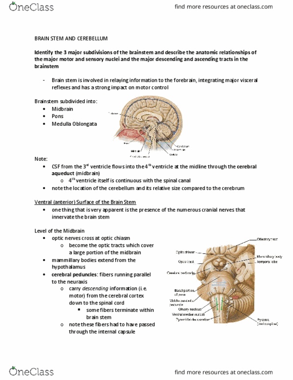 Anatomy and Cell Biology 3319 Lecture Notes - Lecture 8: Solitary Tract, Thalamus, Cerebellar Vermis thumbnail