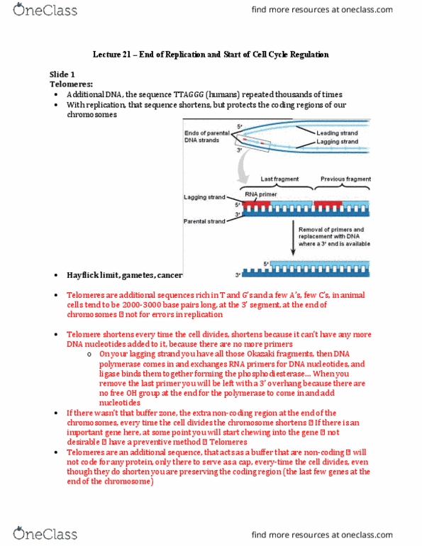 BIO 1140 Lecture Notes - Lecture 21: Tubulin, Plant Cell, Phosphodiesterase thumbnail