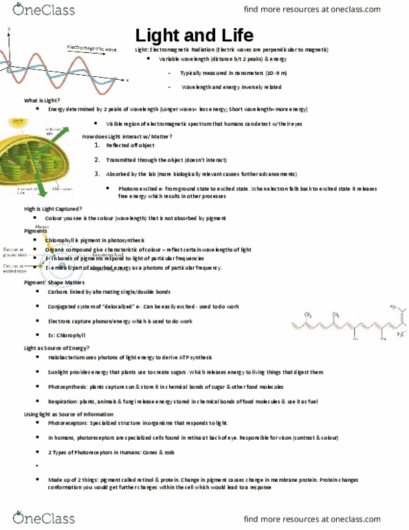 BIOL 1000 Lecture Notes - Lecture 3: Opsin, Threonine, Alanine thumbnail