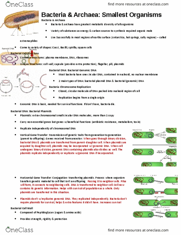 BIOL 1000 Lecture Notes - Lecture 7: Electrochemical Gradient, Crenarchaeota, Gram-Positive Bacteria thumbnail