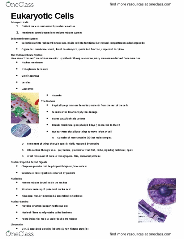 BIOL 1000 Lecture Notes - Lecture 8: Motor Protein, Microfilament, Microtubule thumbnail