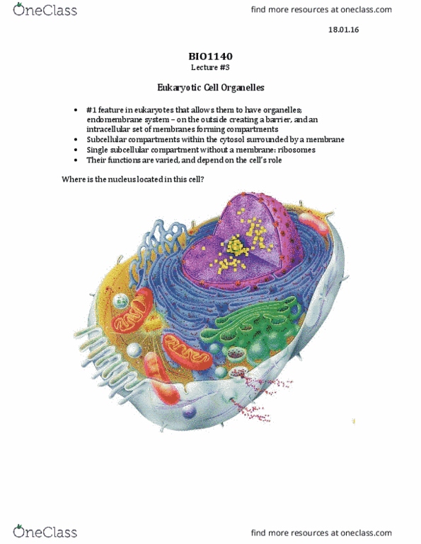 BIO 1140 Lecture Notes - Lecture 3: Proteobacteria, Vaucheria Litorea, Plant Cell thumbnail
