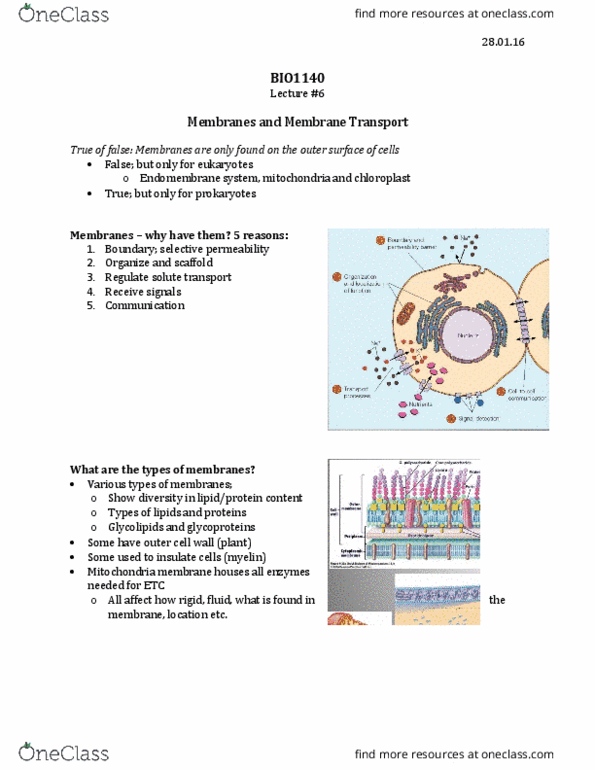 BIO 1140 Lecture Notes - Lecture 6: Ergosterol, Hydrophile, Phytosterol thumbnail